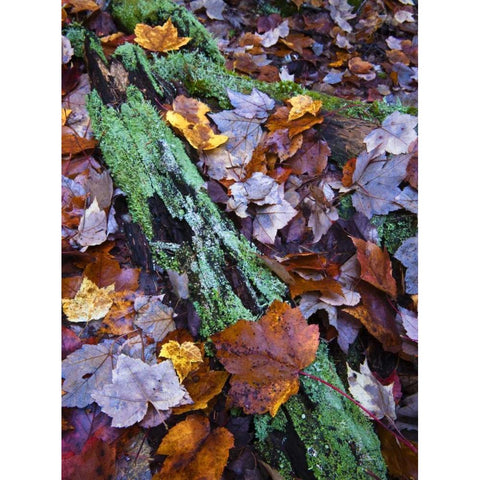 Fallen leaves and lichen log, Acadia NP, Maine White Modern Wood Framed Art Print by Rotenberg, Nancy