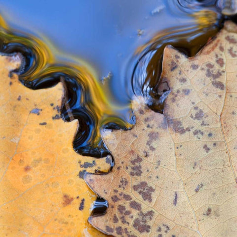 ME, Acadia NP Leaves form pattern on pond water Black Ornate Wood Framed Art Print with Double Matting by Rotenberg, Nancy