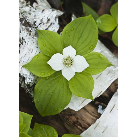 Maine, Acadia NP Bunchberry plant on log Black Modern Wood Framed Art Print with Double Matting by Rotenberg, Nancy