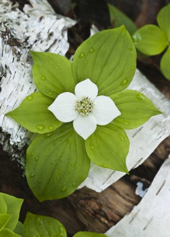 Maine, Acadia NP Bunchberry plant on log Black Ornate Wood Framed Art Print with Double Matting by Rotenberg, Nancy