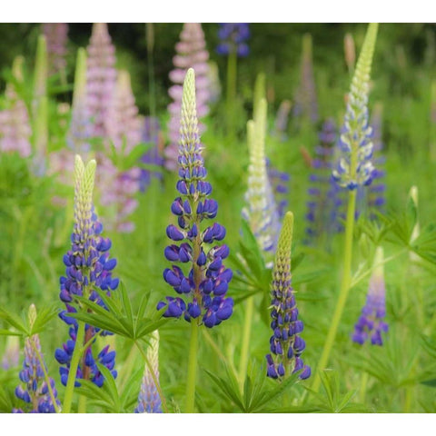 Maine, Acadia NP Field of blooming lupines Gold Ornate Wood Framed Art Print with Double Matting by Rotenberg, Nancy