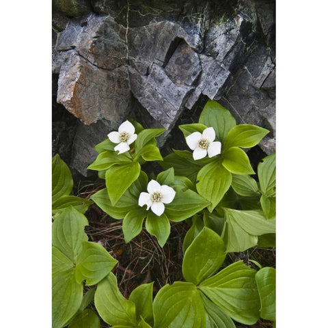 ME, Acadia NP Bunchberry plant and rocks Black Modern Wood Framed Art Print with Double Matting by Rotenberg, Nancy