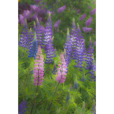 ME, Southwest Harbor Blooming Lupines in garden White Modern Wood Framed Art Print by Rotenberg, Nancy