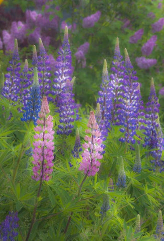 ME, Southwest Harbor Blooming Lupines in garden White Modern Wood Framed Art Print with Double Matting by Rotenberg, Nancy