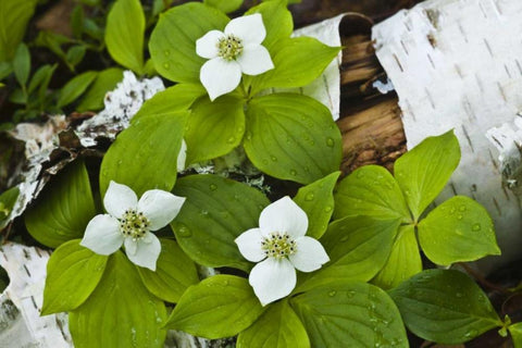 Maine, Acadia NP Bunchberry plant on log White Modern Wood Framed Art Print with Double Matting by Rotenberg, Nancy