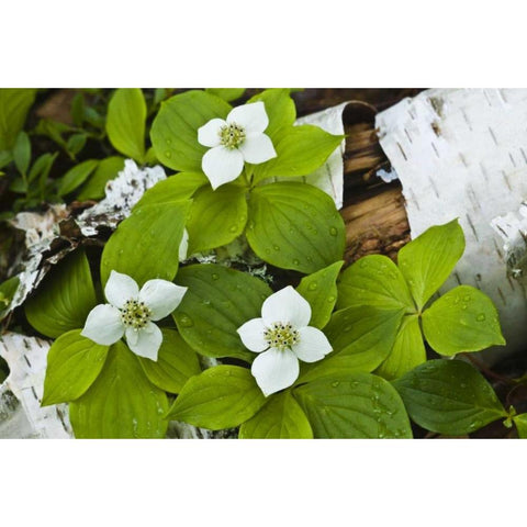 Maine, Acadia NP Bunchberry plant on log Black Modern Wood Framed Art Print by Rotenberg, Nancy