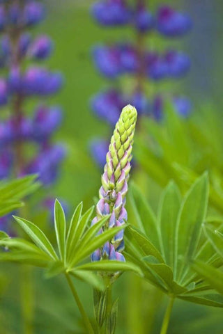 ME, Acadia NP Lupine bud starting to bloom Black Ornate Wood Framed Art Print with Double Matting by Rotenberg, Nancy