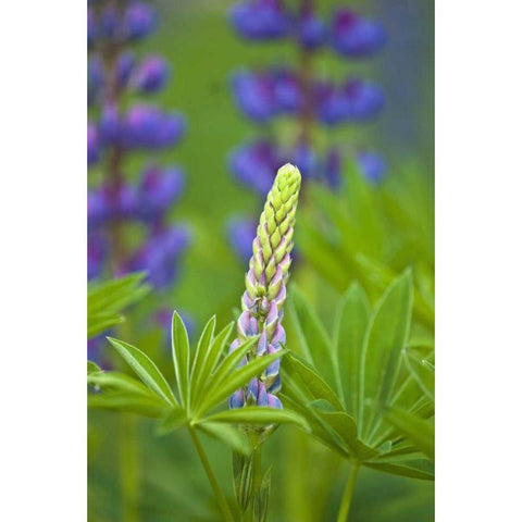 ME, Acadia NP Lupine bud starting to bloom Gold Ornate Wood Framed Art Print with Double Matting by Rotenberg, Nancy
