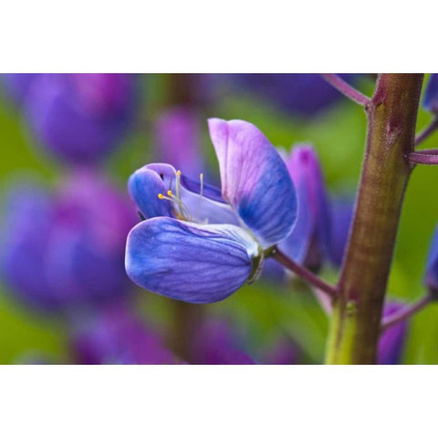 Maine, Acadia NP Blooming lupine flower Gold Ornate Wood Framed Art Print with Double Matting by Rotenberg, Nancy