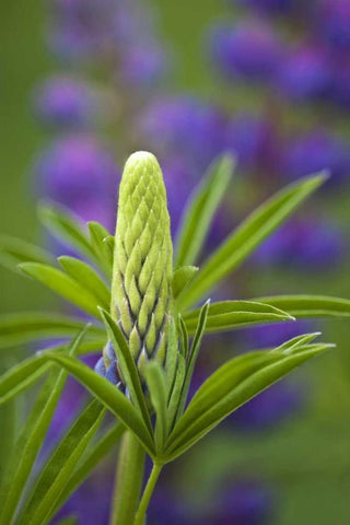 Maine, Acadia NP Close-up of lupine flower bud Black Ornate Wood Framed Art Print with Double Matting by Rotenberg, Nancy