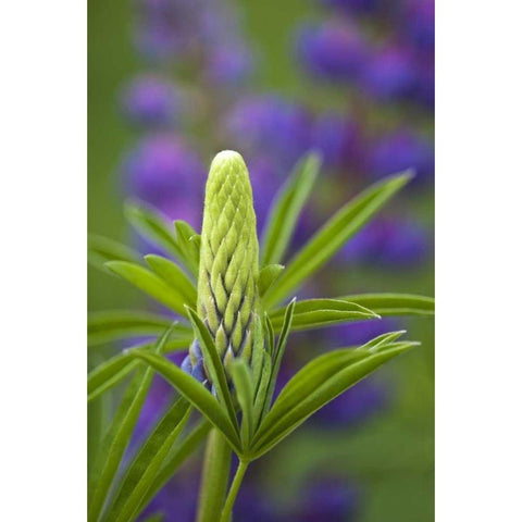 Maine, Acadia NP Close-up of lupine flower bud Black Modern Wood Framed Art Print by Rotenberg, Nancy