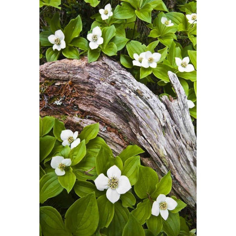 ME, Acadia NP Dwarf cornel plant on rotting log Black Modern Wood Framed Art Print with Double Matting by Rotenberg, Nancy
