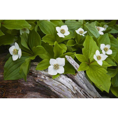 ME, Acadia NP Dwarf cornel plant on rotting log Black Modern Wood Framed Art Print with Double Matting by Rotenberg, Nancy