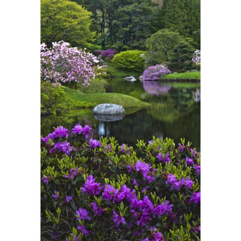 Maine, Northeast Harbor Beautiful Azalea Garden Black Modern Wood Framed Art Print by Rotenberg, Nancy