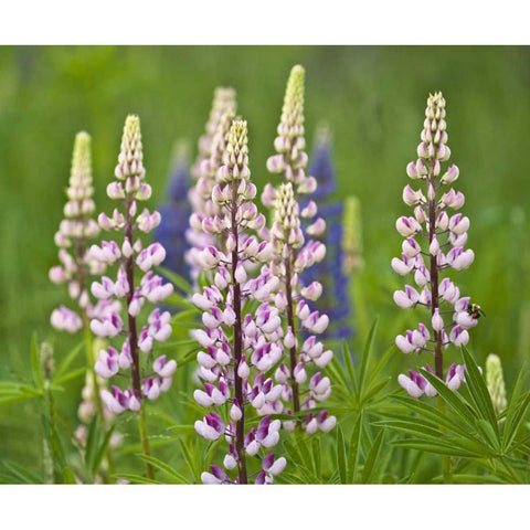 Maine, Acadia NP Lupine flowers and bee White Modern Wood Framed Art Print by Rotenberg, Nancy