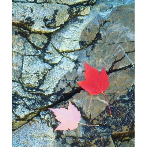 USA, Maine, A Maple leaf on a Rock Background Black Modern Wood Framed Art Print by Talbot Frank, Christopher