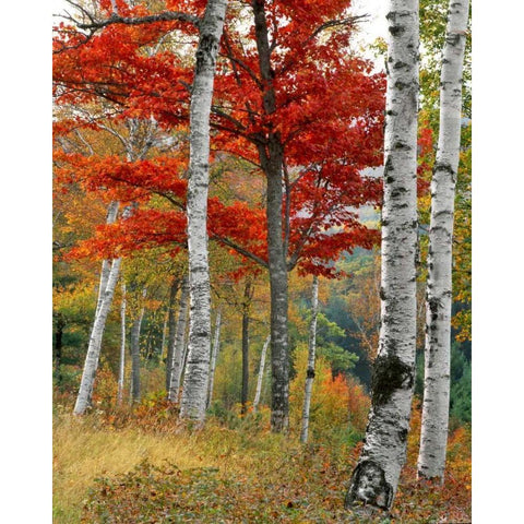 ME, Wyman Lake Forest in autumn Black Modern Wood Framed Art Print by Terrill, Steve