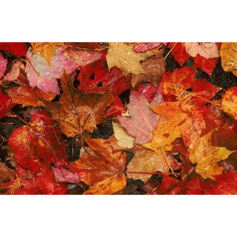 USA, Maine Autumn maple leaves Black Modern Wood Framed Art Print by Bush, Marie