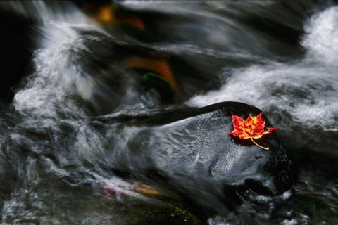 USA, Maine Maple leaf on black rock in stream White Modern Wood Framed Art Print with Double Matting by Bush, Marie