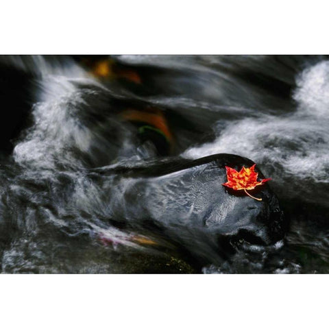 USA, Maine Maple leaf on black rock in stream White Modern Wood Framed Art Print by Bush, Marie