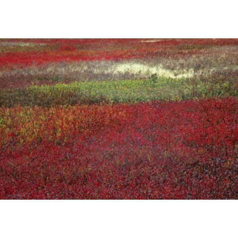 USA, Maine Blueberry fields in autumn White Modern Wood Framed Art Print by Rotenberg, Nancy