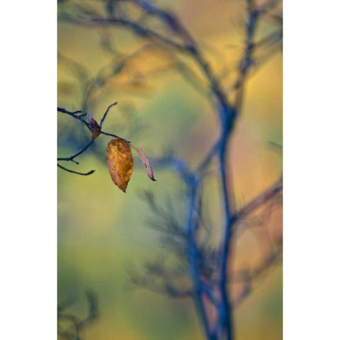 Maine, Acadia NP Autumn leaves and tree abstract White Modern Wood Framed Art Print by Rotenberg, Nancy