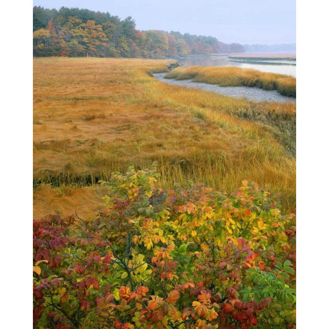ME, Kennebunkport Tidal marsh on the Mousam Gold Ornate Wood Framed Art Print with Double Matting by Terrill, Steve