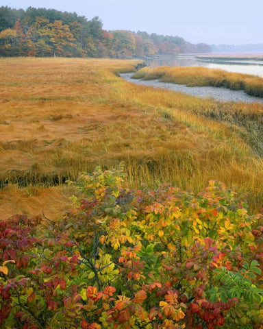 ME, Kennebunkport Tidal marsh on the Mousam White Modern Wood Framed Art Print with Double Matting by Terrill, Steve