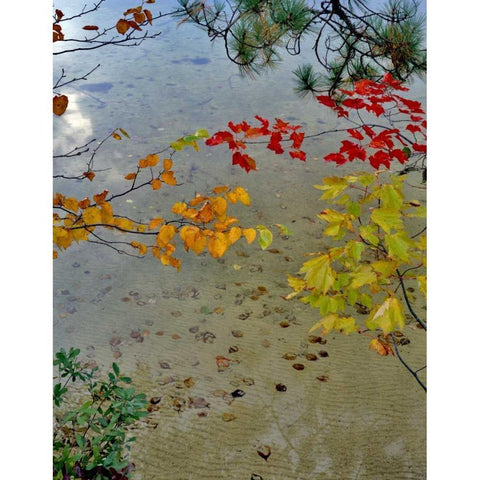 Maine Scenic of lake shore of Upper Togue Pond White Modern Wood Framed Art Print by Terrill, Steve