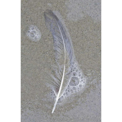USA, Maine, Pine Point Gull feather on beach Black Modern Wood Framed Art Print with Double Matting by Delisle, Gilles