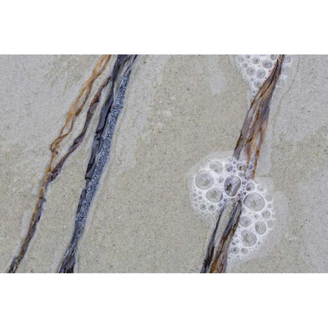 USA, Maine, Pine Point Sea weed between waves Black Modern Wood Framed Art Print with Double Matting by Delisle, Gilles