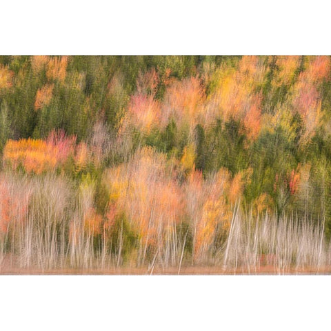 USA-Maine-Acadia National Park Forest abstract Black Modern Wood Framed Art Print by Jaynes Gallery