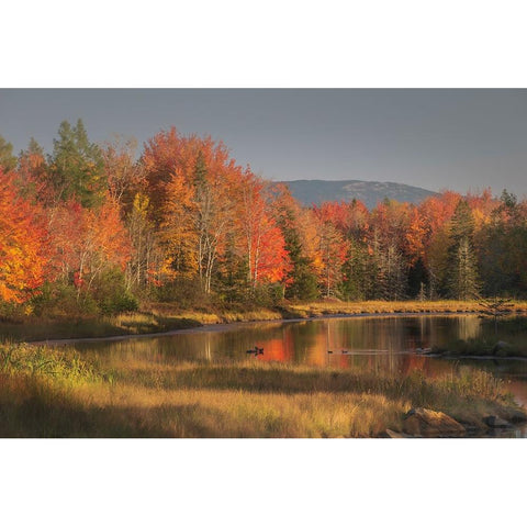 USA-Maine-Acadia National Park Black Modern Wood Framed Art Print by Jaynes Gallery