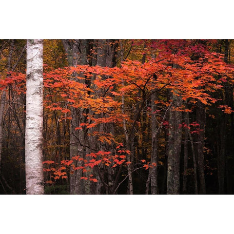USA-Maine-Acadia National Park Gold Ornate Wood Framed Art Print with Double Matting by Jaynes Gallery