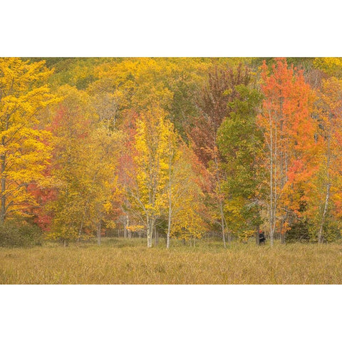 USA-Maine-Acadia National Park Forest landscape in autumn colors Black Modern Wood Framed Art Print by Jaynes Gallery