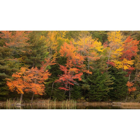 USA-Maine-Acadia National Park Forest reflections in lake Black Modern Wood Framed Art Print by Jaynes Gallery