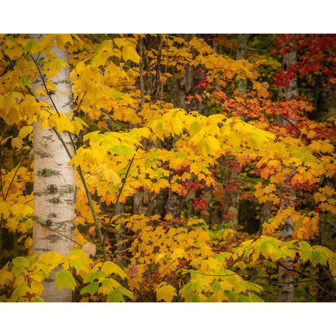 USA-Maine-Acadia National Park Autumn colors in forest Black Modern Wood Framed Art Print by Jaynes Gallery