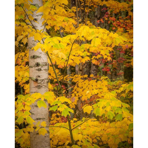 USA-Maine-Acadia National Park Autumn colors in forest Gold Ornate Wood Framed Art Print with Double Matting by Jaynes Gallery