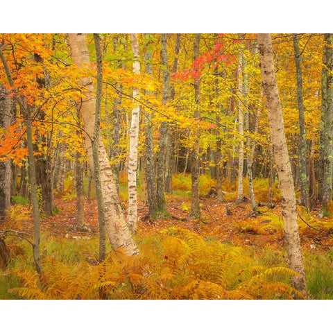 USA-Maine-Acadia National Park Autumn colors in forest Black Modern Wood Framed Art Print by Jaynes Gallery