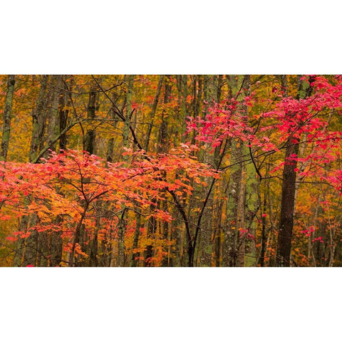 USA-Maine-Acadia National Park Black Modern Wood Framed Art Print with Double Matting by Jaynes Gallery