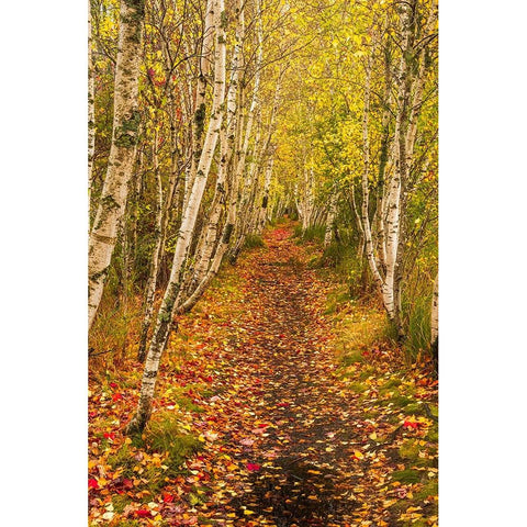 USA-Maine-Acadia National Park Forest trail Black Modern Wood Framed Art Print by Jaynes Gallery