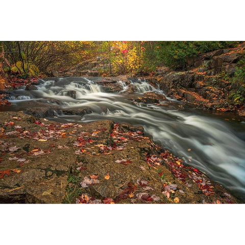 USA-Maine-Acadia National Park Stream rapids in forest Black Modern Wood Framed Art Print with Double Matting by Jaynes Gallery