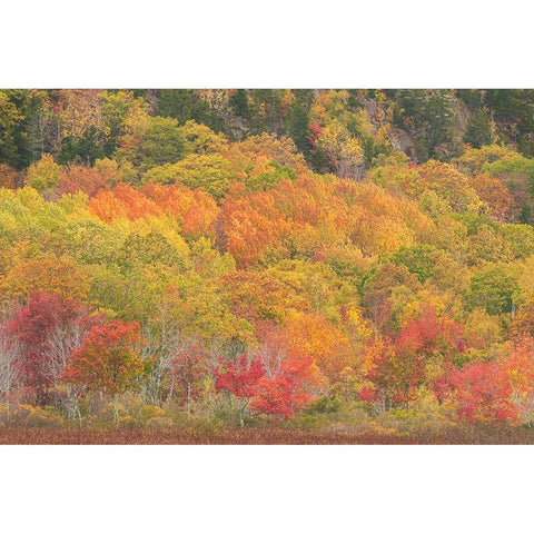 USA-Maine-Acadia National Park Forest landscape in autumn colors Black Modern Wood Framed Art Print with Double Matting by Jaynes Gallery
