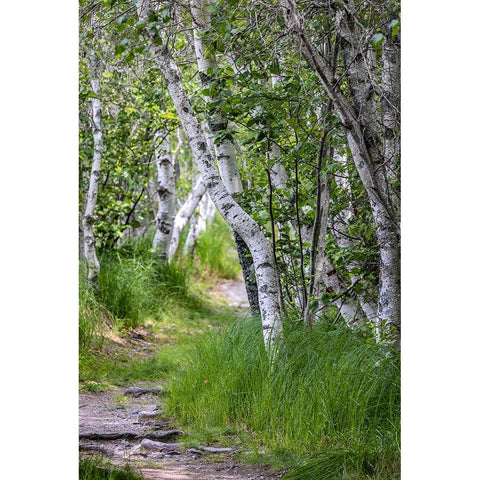 Paper birch trees along pathway in Acadia National Park-Maine-USA Black Modern Wood Framed Art Print with Double Matting by Haney, Chuck