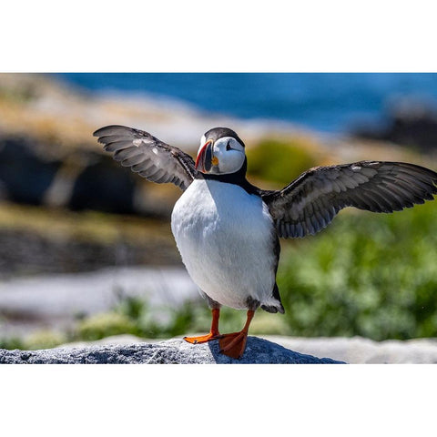 Atlantic Puffins on Machias Seal island-Maine-USA Black Modern Wood Framed Art Print by Haney, Chuck