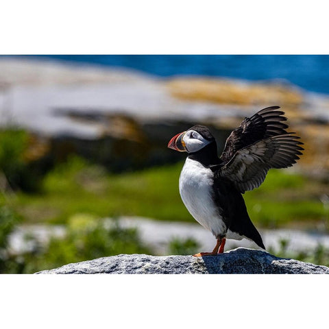 Atlantic Puffins on Machias Seal island-Maine-USA Black Modern Wood Framed Art Print by Haney, Chuck