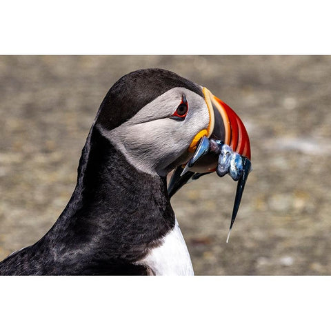 Atlantic Puffin with fish on Machias Seal island-Maine-USA Gold Ornate Wood Framed Art Print with Double Matting by Haney, Chuck