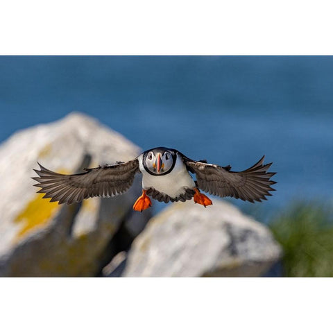 Atlantic Puffins in flight on Machias Seal island-Maine-USA White Modern Wood Framed Art Print by Haney, Chuck