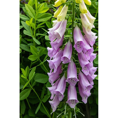 Foxglove in Somesville-Maine-USA White Modern Wood Framed Art Print by Haney, Chuck