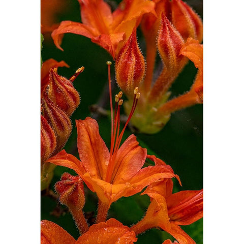 Tangerine Delight Azalea flowers in Northeast Harbor-Maine-USA Black Modern Wood Framed Art Print by Haney, Chuck